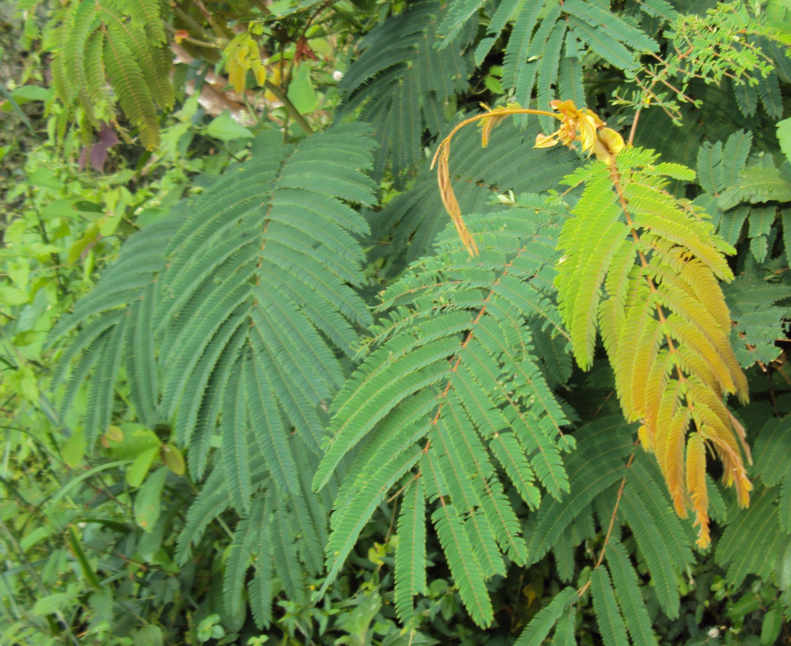 Pohon Sengon di Kelurahan Tugurejo